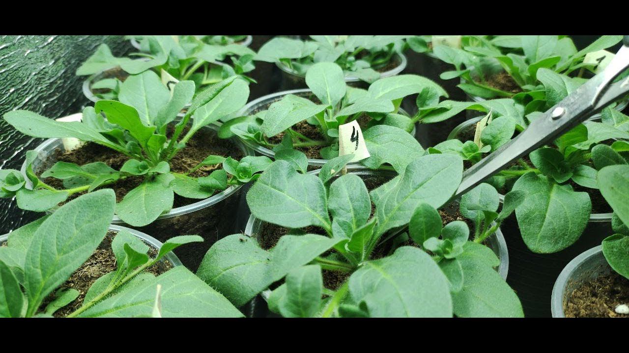 Как из тощей петунии вырастить огромный цветущий шар. Первая главная прищипка петунии. смотреть онлайн