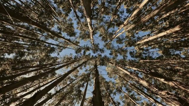 Позитивная энергия, расслабляющая музыка | Meditation free forest смотреть онлайн