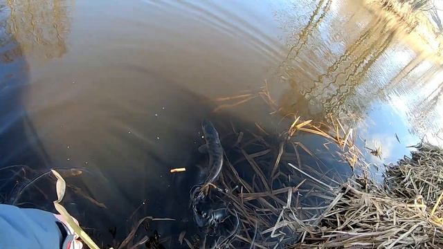 ТАНТА 1.5 и ДЖИГ РИГ | TANTA УБИЙЦА РЫБ смотреть онлайн