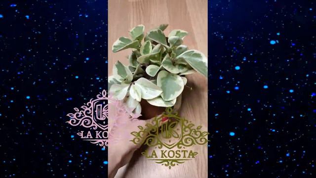 Пеперомия Обтипан Биколор смотреть онлайн