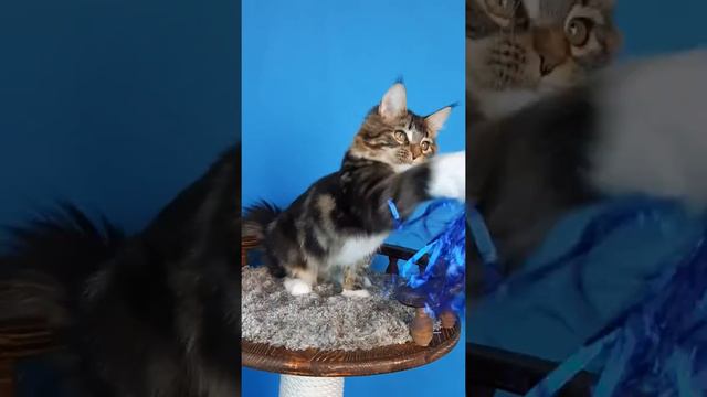 Котенок мейн кун смотреть онлайн