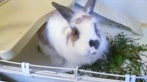 Декоративный кролик. Уборка в клетке у  декоративного кролика. Уход за декоративным кроликом.