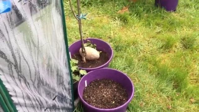 Growing Elderberries From Seed & Surprisingly Easy Lemon Verbena Propagation! смотреть онлайн