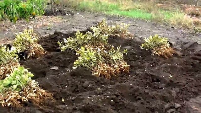 УБОРКА УРОЖАЯ АРАХИСА. смотреть онлайн