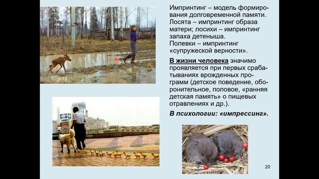 Дубынин В. А. - Мозг: как он устроен и работает - Лекция 6