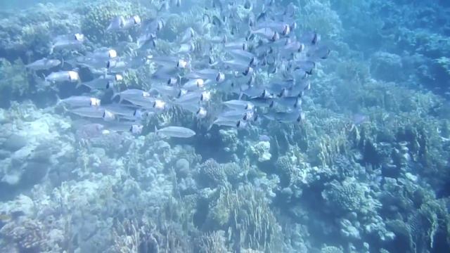 Южноазиатская скумбрия. Makrele .Indian Mackerel...SCF9666