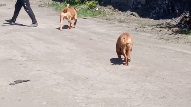 Талитха Аморе Корриер с дочерью Шексиз Анил Ин Дизгайс (живет сейчас в Хабаровске) смотреть онлайн