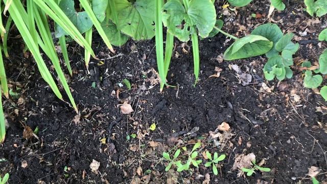 Мой первый огурец. Белочка вернулась. Грибы пошли смотреть онлайн