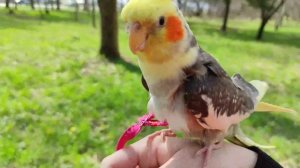 Попугай корелла гуляет на улице!Корелла Гучи в шлейке!Прогулянка з папугою на дворі