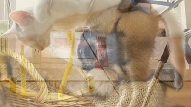 Проделки педрушки под содой Опарыши Сюрреализм как он есть Сказки мира смотреть онлайн