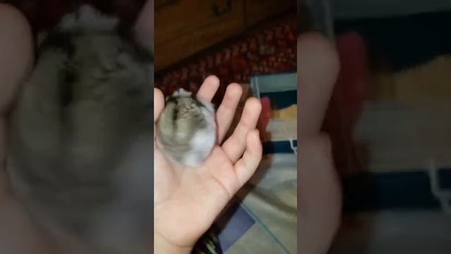?( Джунгарский хомячок) ?как приручить джунгарского хомяка к рукам? смотреть онлайн