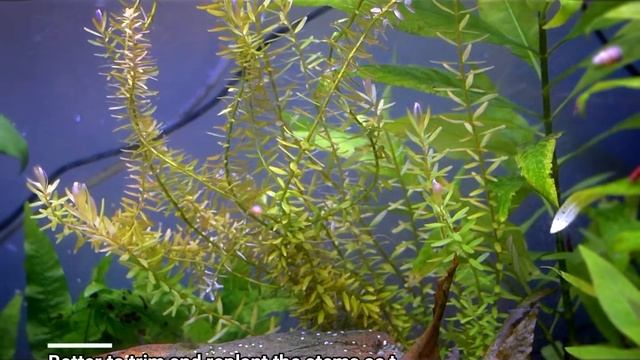 Rotala Indica смотреть онлайн