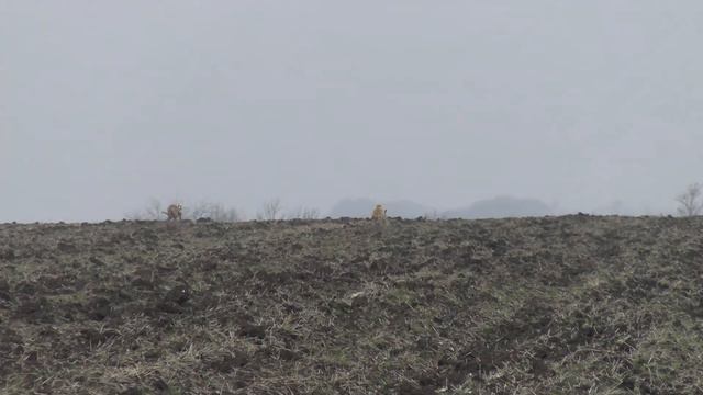 ДВЕ ПОИМКИ Испытания борзых в Кущевском районе 02 12 2020г смотреть онлайн