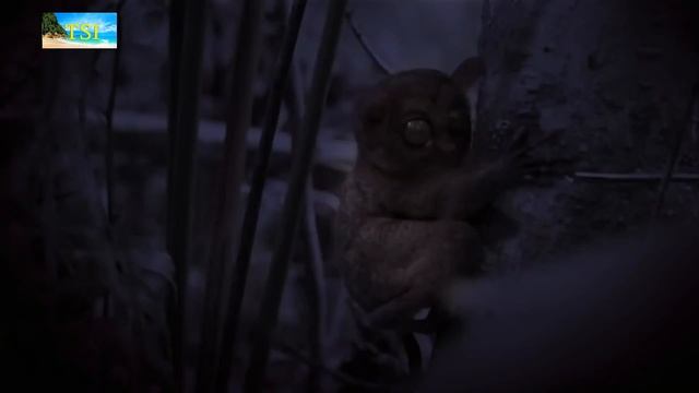 самые милые животные в мире The Cutest Animals In The World