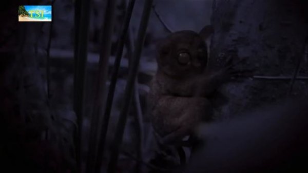 самые милые животные в мире the cutest animals in the world