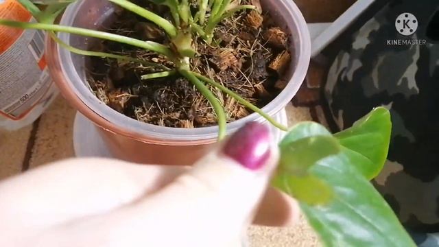 АНТУРИУМ. Результат спасения и омоложения комнатного растения. Андре с Авито. смотреть онлайн