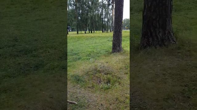 Какие команды нужны собаке? Дом и улица! смотреть онлайн