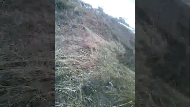 Я и мой лабрадор гуляли первый раз смотреть онлайн