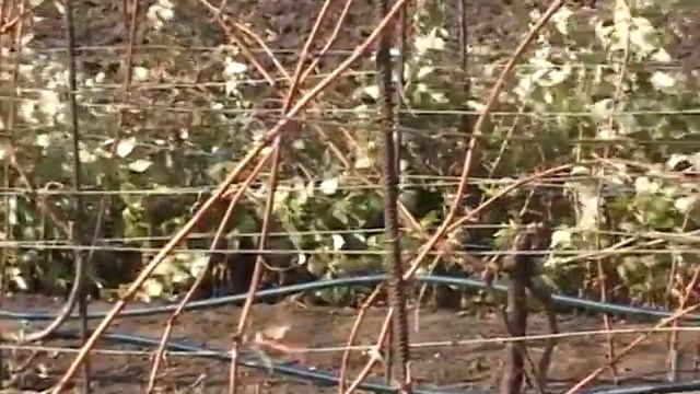 Осенний полив виноградника. смотреть онлайн