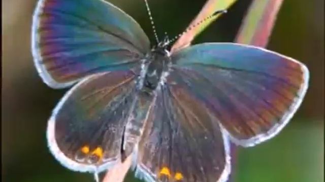 Топ 6 красивых бабочек мира смотреть онлайн