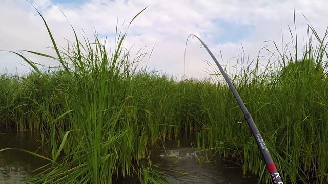 РЫБАЛКА НА КАРПА с берега в камышах и коряжнике! Удочка с боковым кивком рулит! смотреть онлайн
