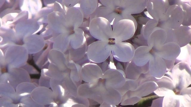 Сирень очаровательный с головокружительным запахом цветок смотреть онлайн