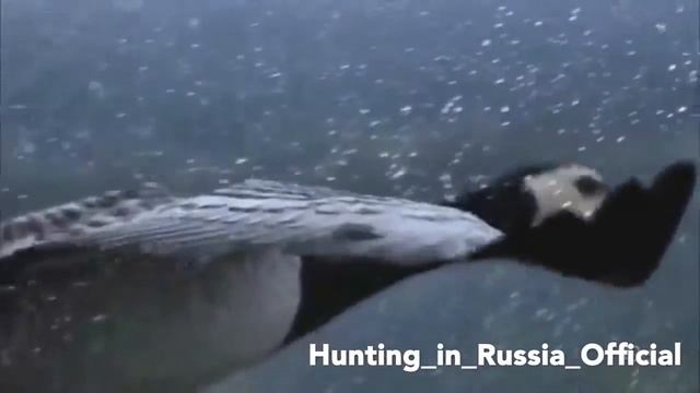 Перелётные птицы! Часть 1 смотреть онлайн