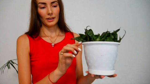 Пересадка цветов / Оживляем квартиру зеленью смотреть онлайн