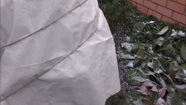 Укрываем хвойные растения смотреть онлайн