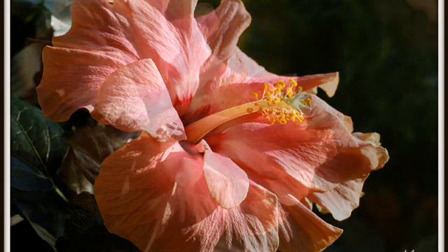 Hibiscus World.