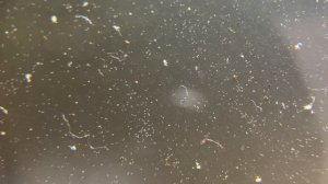 Замена инфузории найдена? Коловратка - разведение с нуля!