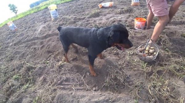 SK1LL_TV копает картошку