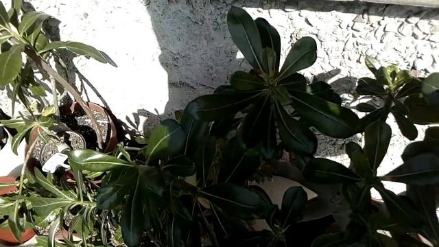 Адениум, 22.03. Солнце привет!!! смотреть онлайн