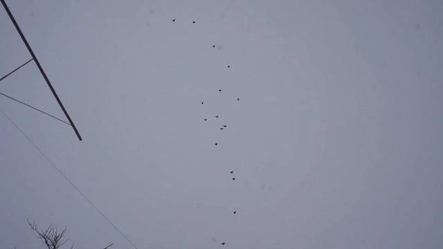 ГОЛУБИ НАШЛИ СВОИХ НОВЫХ ХОЗЯЕВ!!!! смотреть онлайн