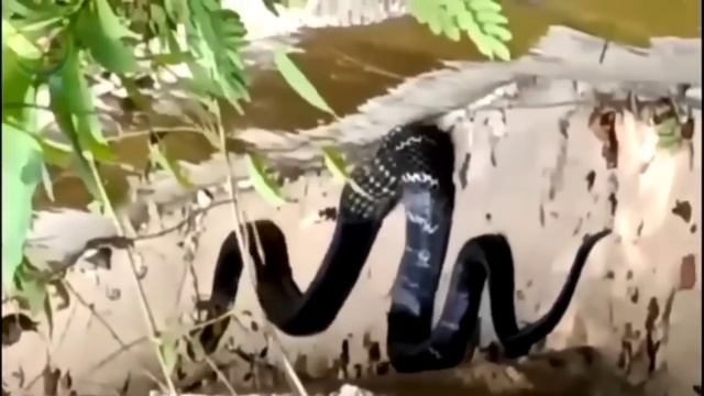 Indakpile Chupu Dal.ako Da.osa Nika?? смотреть онлайн