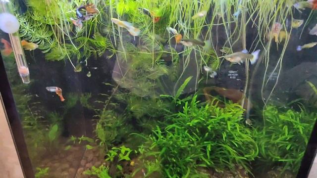 Аквариум с Гуппи отчёт 20.05.2024 г. смотреть онлайн