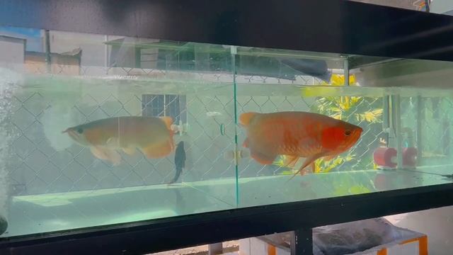 Most Beautiful Arowana With Long Tail | Best Types Of Arowana