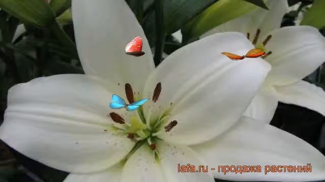 Лилия ла-гибрид Аркашон (lilium hybrid arcachon) ? Аркашон обзор: как сажать, луковицы лилии Аркашо смотреть онлайн