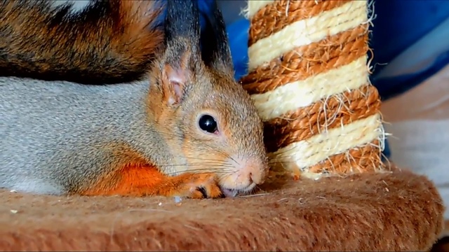 Певчие белочки смотреть онлайн