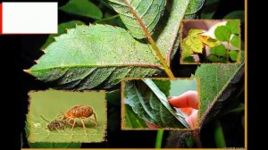 График обработок роз с весны до осени!