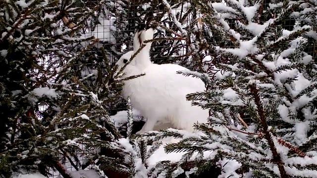 Фотоохота за зайцами в вольере. "Рабочий момент" смотреть онлайн