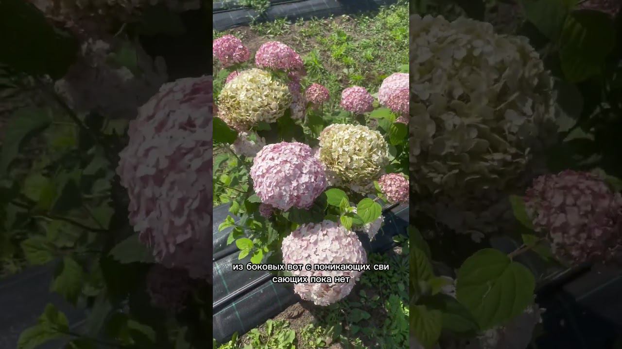 Гортензия древовидная Candybelle Bubblegum. Первый год посадки. смотреть онлайн