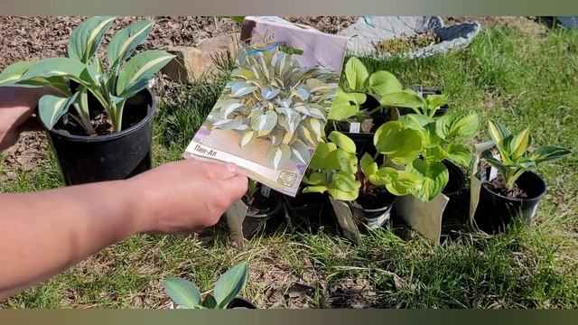 Новые хосты от фирмы " COLORLINE" . Пересорт и удача в одном приходе . смотреть онлайн