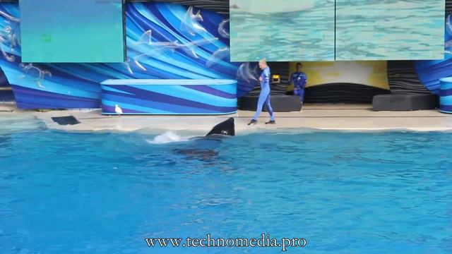 SeaWorld: Shamu show | Шоу касаток смотреть онлайн