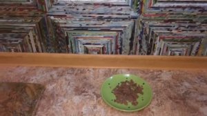 Как я ввожу прикорм щенкам йоркширского терьера