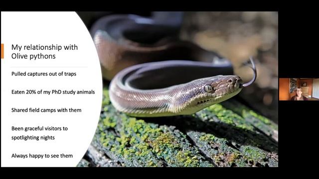 Herp of the Week: the Olive Python (Liasis olivaceus) смотреть онлайн