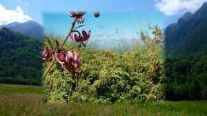 Тимур Шаов Посвящение жене