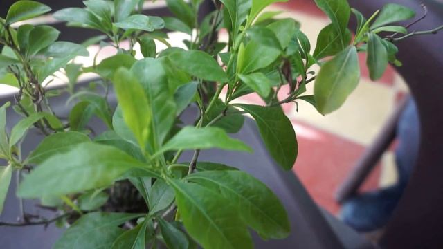 chitrak plant or plumbago zeylanica plants смотреть онлайн