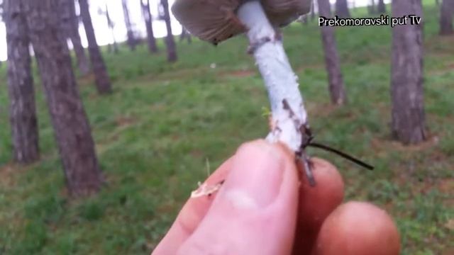 ZELENA VITICARKA- STROPHARIA AERUGINOZA смотреть онлайн