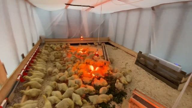 Исход гусей из брудера